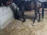 Mare, Friesian sport horse — photo 3