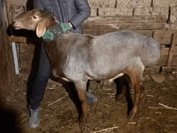 公羊, Rhon sheep — 照片 7