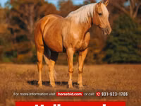 公马, Quarter Horse — 照片 1