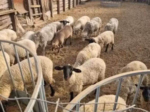 Schaf, Schafe