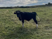 ثور, Russian Black pied cattle — الصورة 1