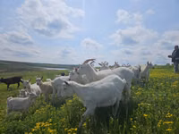 Goat, Saanen goat — photo 2