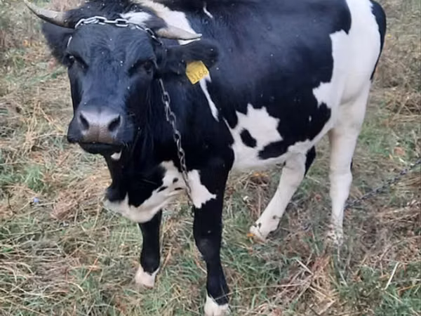 Vaca, Russian Black pied cattle