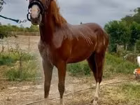 公马, Quarter Horse — 照片 7