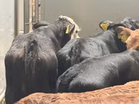 Rinder (Partie, Geschlecht nicht angegeben), Simmental cattle — Foto 5