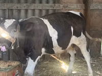 Bulle, Holstein-Rasse — Foto 1