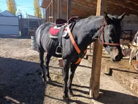 公马, Thoroughbred horse — 照片 2
