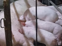 公猪, Pigs — 照片 2