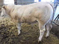ثور, Blonde d’Aquitane cattle — الصورة 4