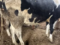 Kuh, Russian Black pied cattle — Foto 3