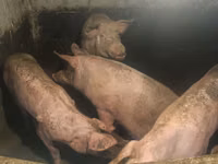 Scroafă, Porci — foto 3
