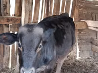 Buğa, Swiss cattle — foto 2