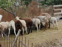 Widder, Kazakh meat-wool sheep — Foto 3