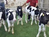 मवेशी (लॉट, लिंग निर्दिष्ट नहीं), Russian Black pied cattle — फ़ोटो 3