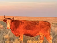 Vacă, Latvian Blue cattle — foto 1