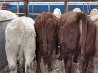 Bovine (lot, sex nespecificat), Hereford — foto 2