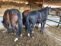公马, Horse breed — 照片 3