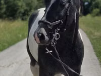 Pferde (Partie, Geschlecht nicht angegeben), Horse breed — Foto 6
