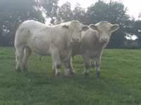 Bulle, Charolais cattle — Foto 4