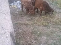 Oaie, Oi — foto 3