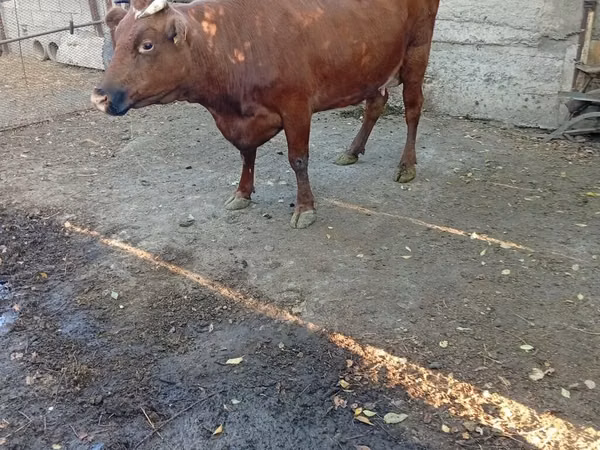 Cow, Red Steppe Cow