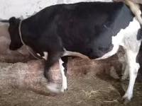 Vaca, Russian Black pied cattle — foto 6