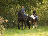 Cal, Friesian — foto 2