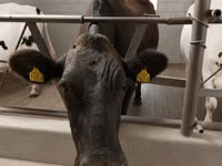 母牛, Holstein breed — 照片 5
