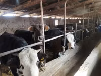 Buğa, Aberdin – Angus — foto 6