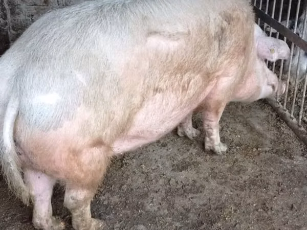 Scroafă, Porci