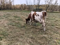 Vaca, Russian Black pied cattle — foto 1