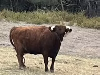 Vache, Dexter — photo 1