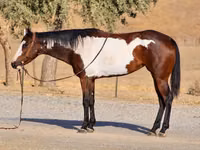 Égua, National Show Horse — foto 7
