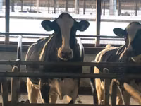Vacă, Swiss cattle — foto 4