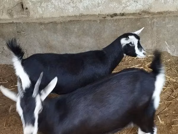 Chèvre, Alpine goat
