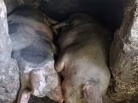 Eber, Schweine — Foto 2