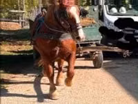 Mare, Horses — photo 1