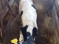 Bou, Rasa Holstein — foto 2