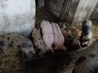 Säue, Schweine — Foto 3