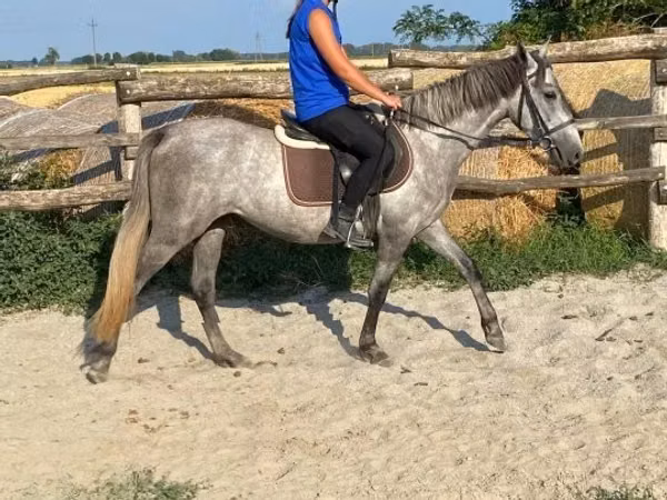 母马, Horses