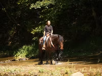 Cal, Racking Horse — foto 4