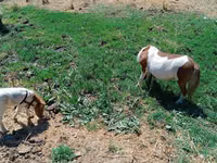 Toychoq, Australian Pony — 2-rasm