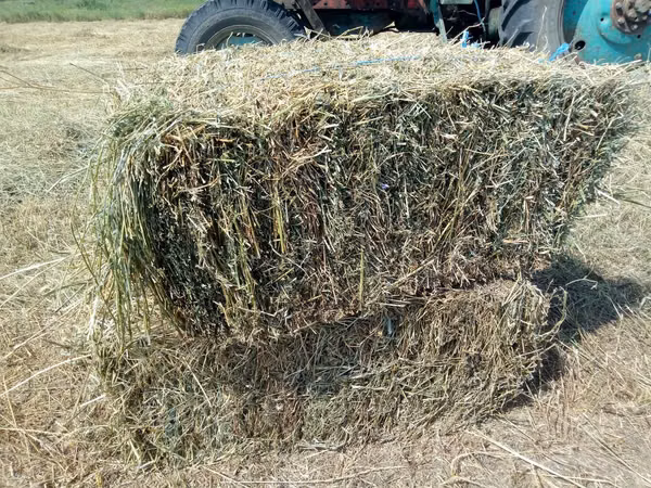 Люцерна плюс сено луговое