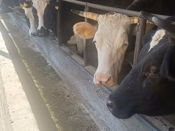 母牛, Holstein breed