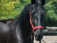 Toychoq, Friesian — 3-rasm