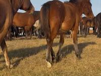 At, Mugalzhar horse — foto 6