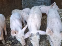 Säue, Schweine — Foto 1
