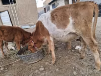 गाय, Simmental cattle — फ़ोटो 3