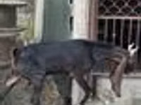 Capră, Kamori goats — foto 8