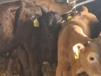 Cattle (batch, sex not specified), Simmental cattle — photo 5
